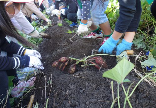 1年「芋ほり」秋の収穫