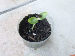 スイカの芽が出たよ 美濃加茂市立加茂野小学校