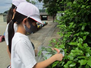 植物のつくりとはたらき 美濃加茂市立下米田小学校