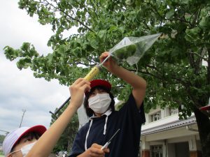 植物のつくりとはたらき 美濃加茂市立下米田小学校