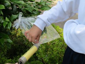 植物のつくりとはたらき 美濃加茂市立下米田小学校