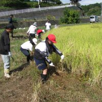 待ち遠しいな、お米　～5年・稲刈り～