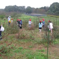 里山公園で、ローゼルを収穫したよ。　～1，2年・生活科～