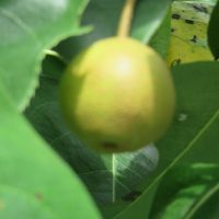 大変だったけど、楽しみ！　～6年・梨づくり～