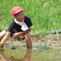 田植えの最中、終始、歓声？喚声？が・・・　～５年・お米づくり～