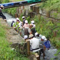 加茂川の水はキレイ⁉　～４年・カワゲラウオッチング～