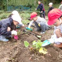 サツマイモ、掘ったどぉ。　～１，２年・生活科～